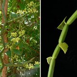 Cissus sp Wadi Rijaf (Jabal Bura, Yemen) (rooted cutting)